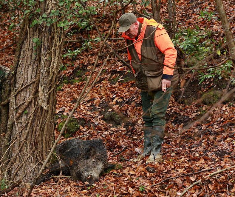 Caccia “totale” ai cinghiali: per Coldiretti è la cosa giusta 