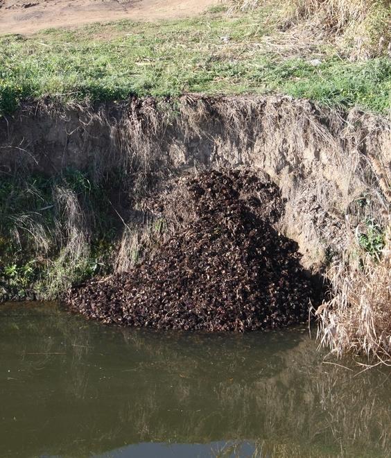 Discarica di ricci nel Tirso: denunciati padre e figlio