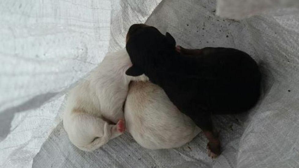 Sassari, salvati tre cuccioli gettati in un cassonetto 