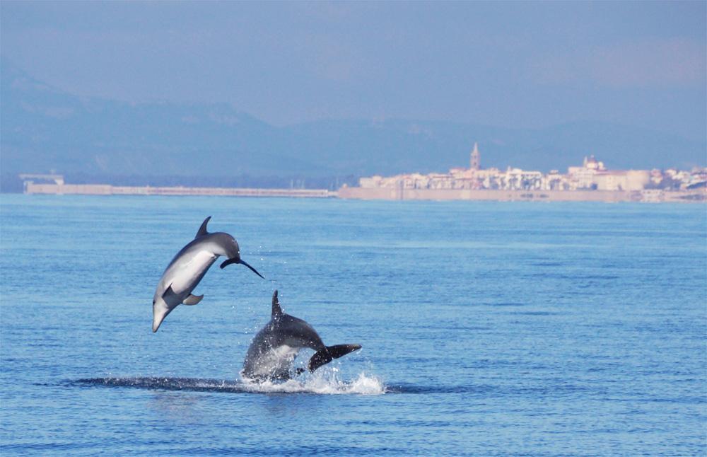 La scoperta, i delfini di Alghero hanno il loro “dialetto” 