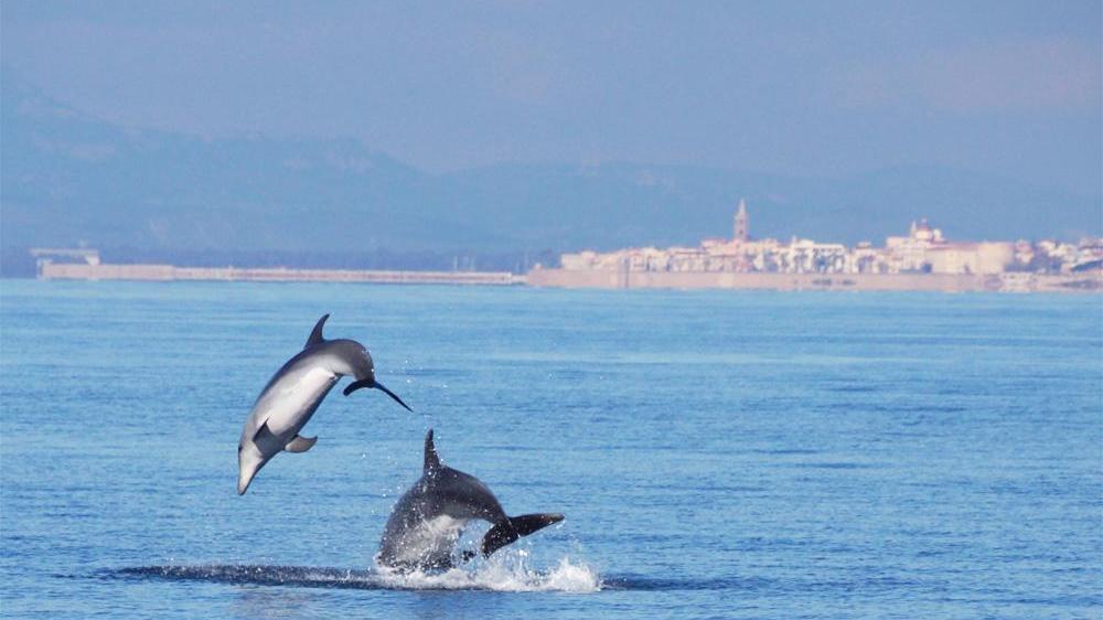 La scoperta, i delfini di Alghero hanno il loro “dialetto”