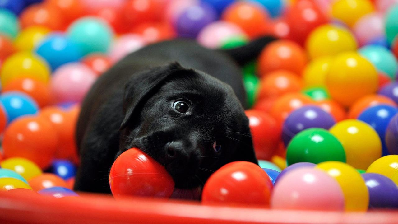 Fido riesce a capire quando siamo tristi e quando siamo felici