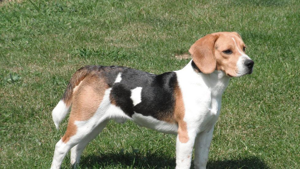 Avvelenato cane Beagle a Ripa Forse una polpetta in giardino 