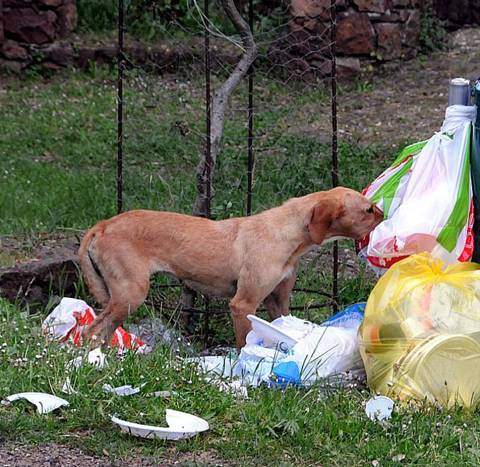 Cani incustoditi, l’ironia di Soddu 
