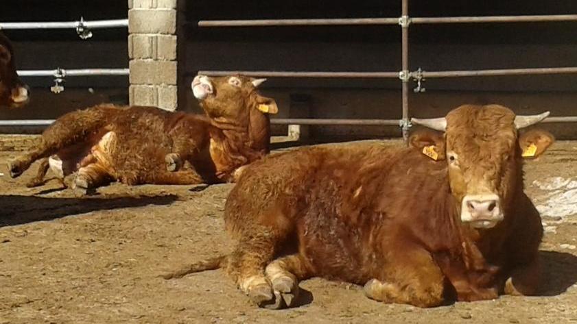 Bovini limousine all’asta è la prima volta nell’isola