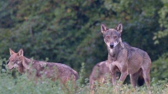 Lupi e cani randagi: nasce una consulta per il loro controllo