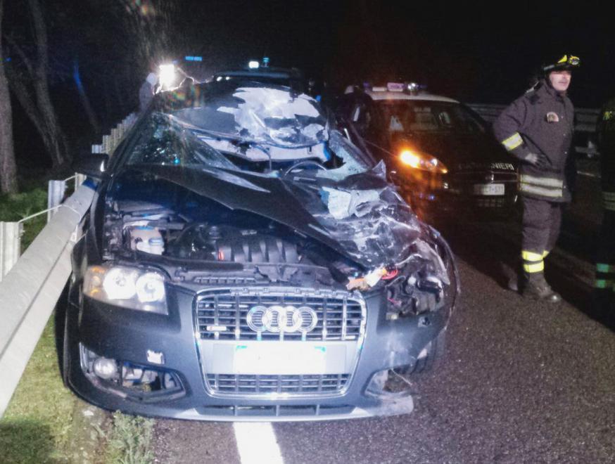 Travolge una mucca, muore nell’auto sulla 131 dcn tra Ottana e Nuoro 