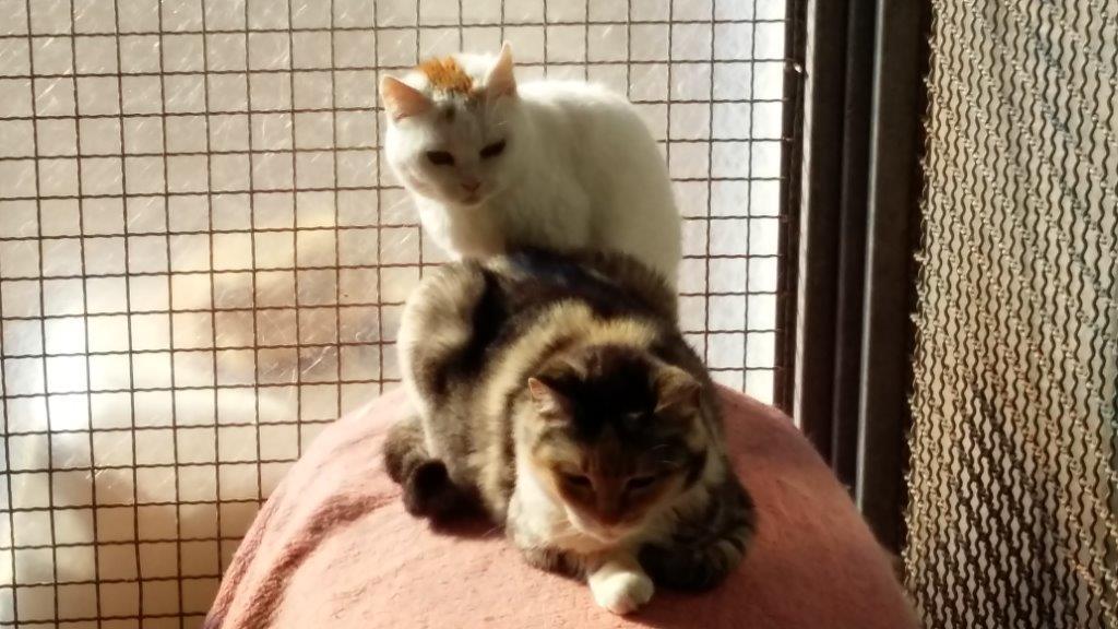 Titti (dal pelo bianco) e Polly i due mici che vennero avvelenati ad Alberese. Ora cercano famiglia