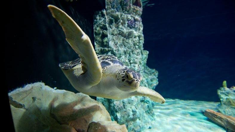 Bambini con il sacco a pelo per la Notte all'Acquario