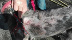 Cane maltrattato salvato dalle guardie zoofile