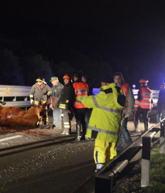 A Sedilo Paola uccisa da un cavallo 
