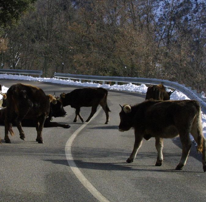 Animali nella strada, i proprietari unici responsabili 