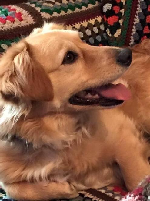 Fiore il cane di don Ermanno cerca un nuovo padrone