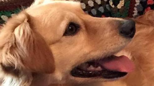 Fiore il cane di don Ermanno cerca un nuovo padrone