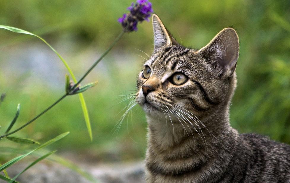 Il gatto fa pipì dai vicini Proprietari diffidati