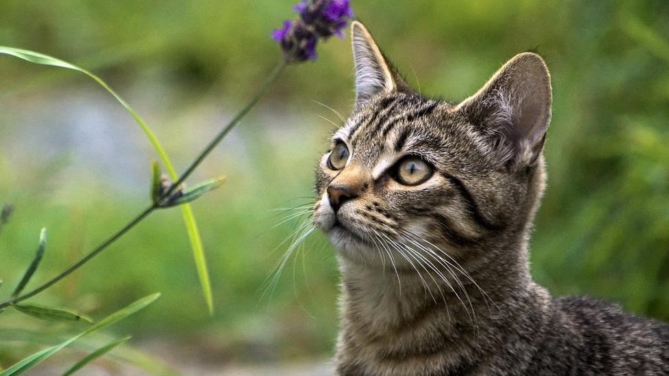 Il gatto fa pipì dai vicini Proprietari diffidati