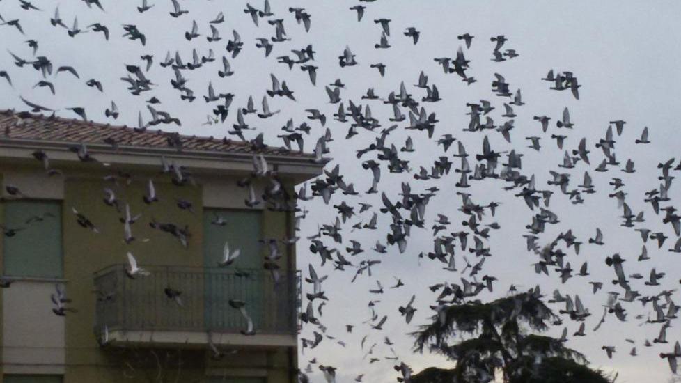 Troppi piccioni in paese Toselli: non dategli cibo