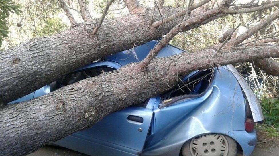 Un pino sradicato schiaccia una macchina