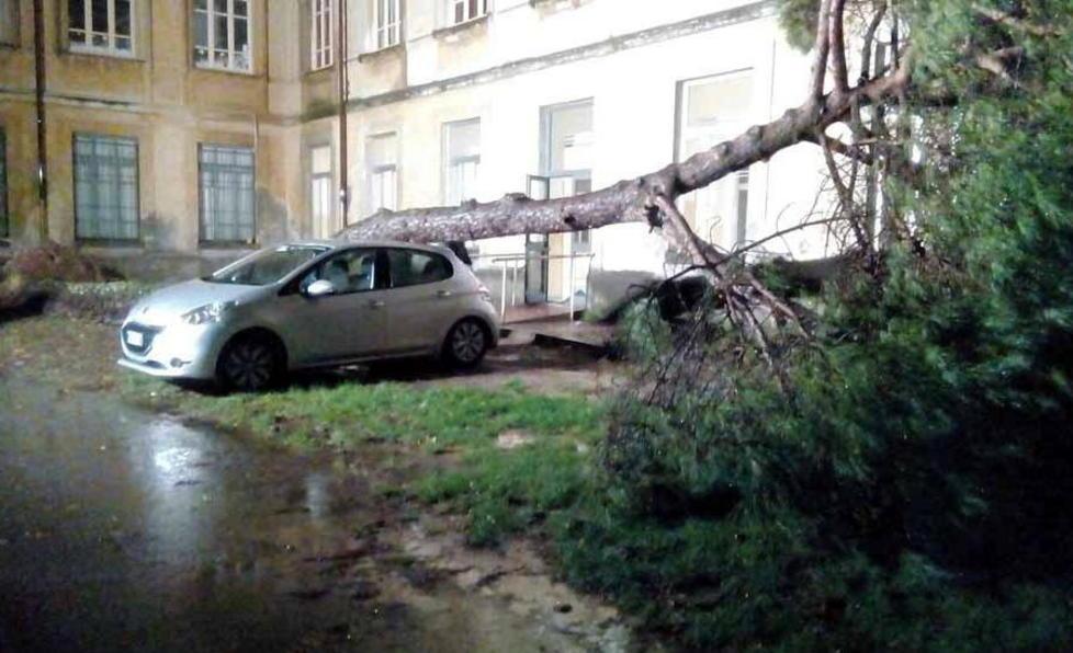 Il forte vento sradica un pino 