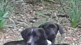 Cani abbandonati, l’Enpa dà l’ok