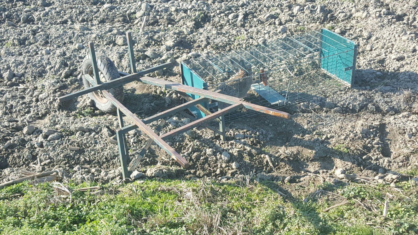 La gabbia per nitrie con dentro la lepre