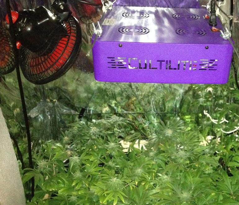 Piante di marijuana nell’armadio 