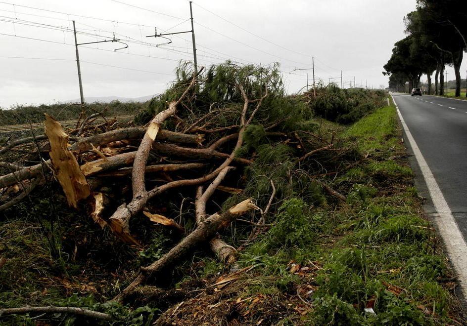 Via al taglio dei pini sull’Aurelia: sono pericolanti 