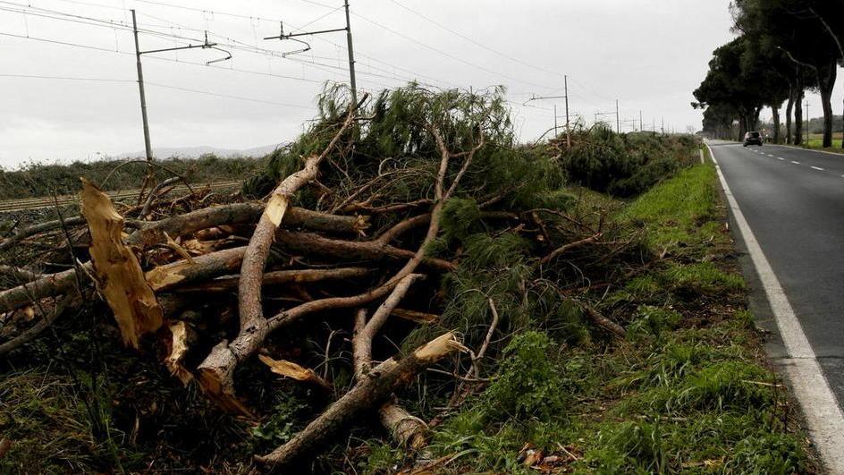 Via al taglio dei pini sull’Aurelia: sono pericolanti