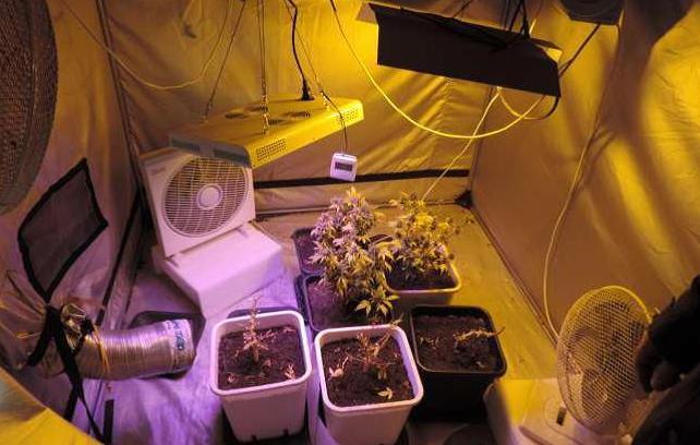 Codigoro, in casa un laboratorio per produrre marijuana 