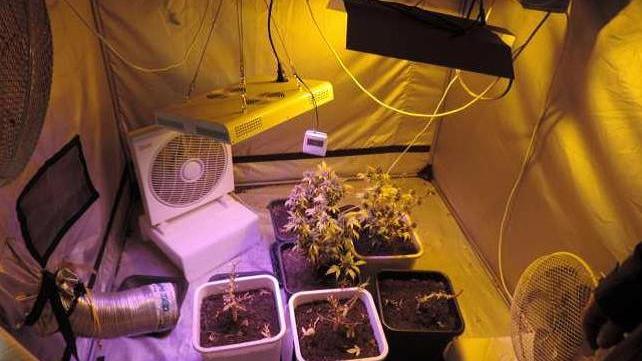 Codigoro, in casa un laboratorio per produrre marijuana