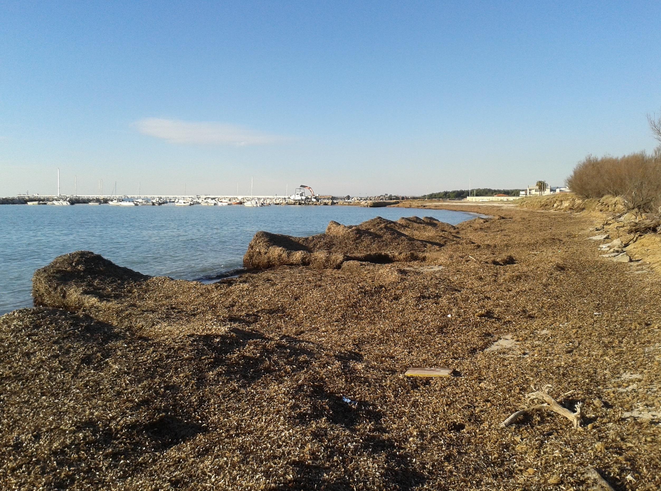 Posidonie sulla spiaggia di Vada