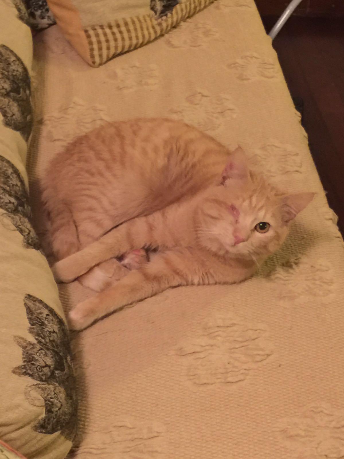Adozione del cuore per il gatto Raf