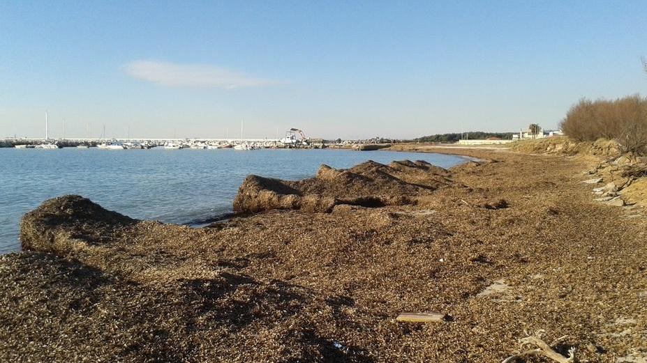 Il mare fino alle case «Utilizziamo le alghe»