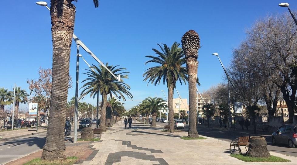 Ad Alghero la guerra al coleottero è costata 120mila euro