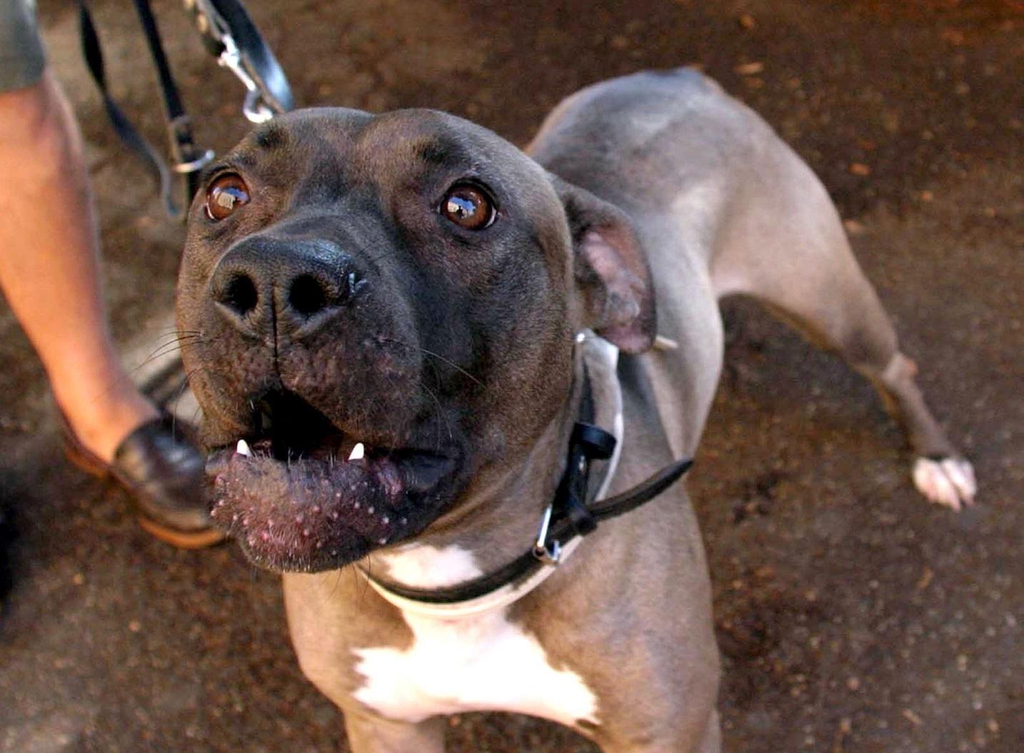 Modena, pitbull azzanna passante: padrona denunciata per lesioni colpose 