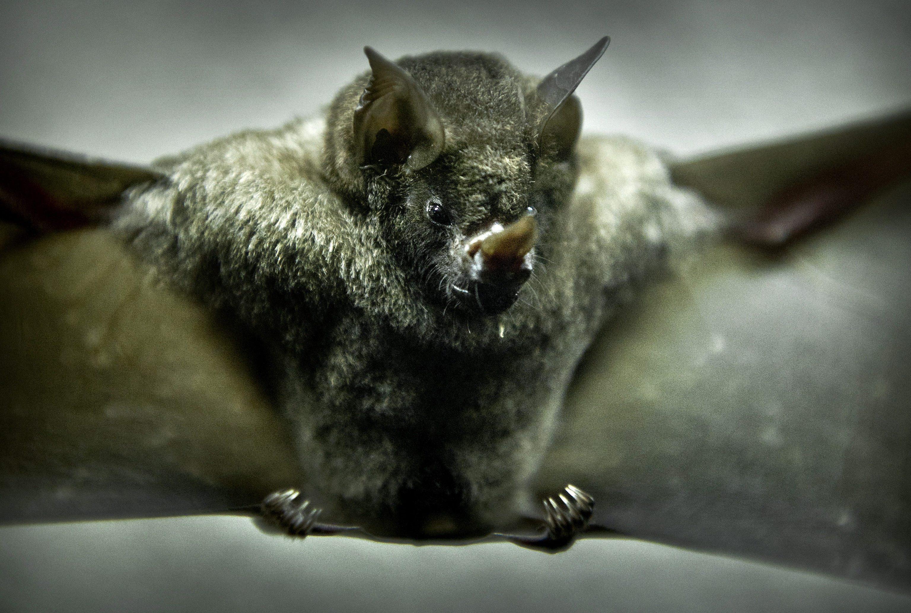 Un pipistrello
