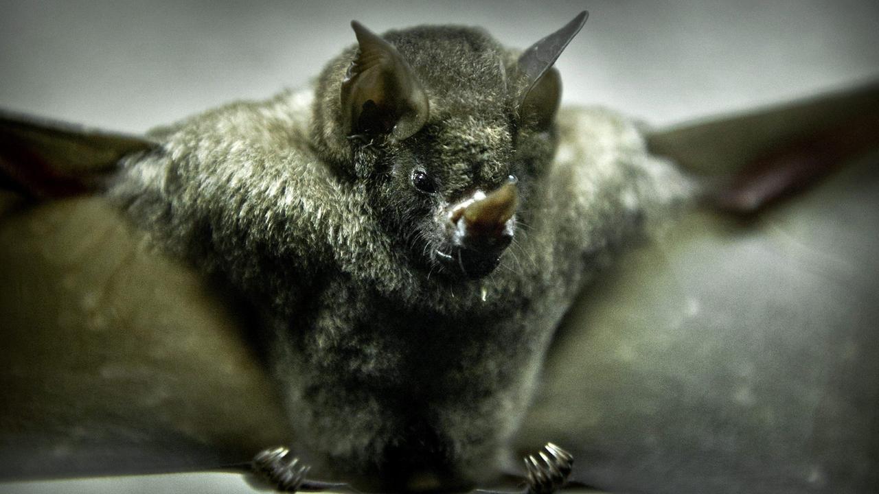 Un pipistrello