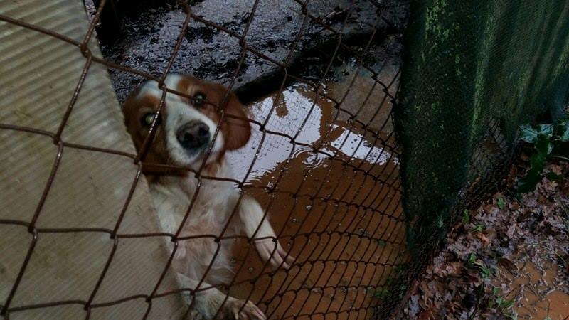 Follonica, canile di Valle, un cane immerso nel fango