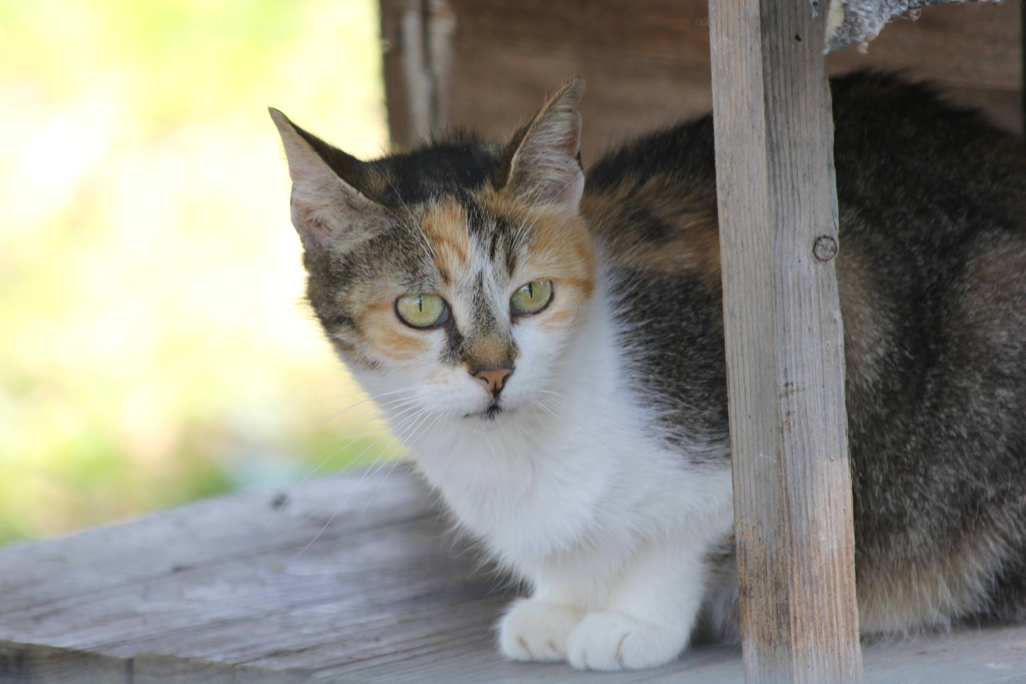 Festa del gatto, 160 foto per celebrarla