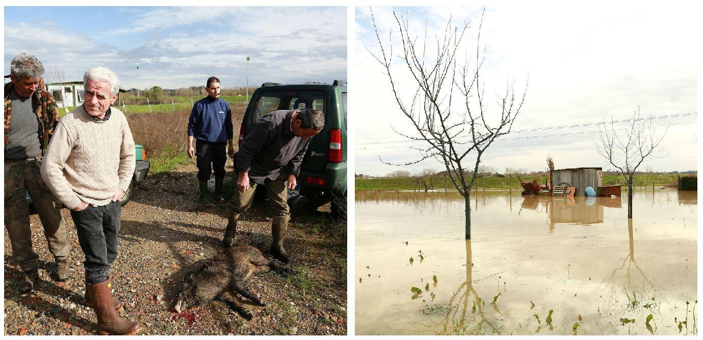 Orti e giardini allagati e un gruppo di residenti che hanno le proprietà allagate e hanno trovato un cinghiale morto (Foto Agenzia Carlo Sestini)