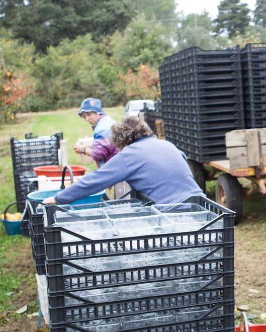 Gavorrano, raccolta della frutta a La Castellaccia, una delle aziende-top di Etruria Royal Fruit 