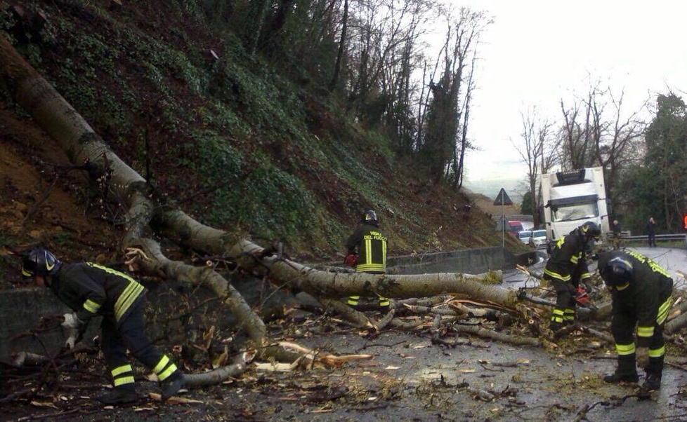 Cade un albero sulla strada Disagi per gli automobilisti