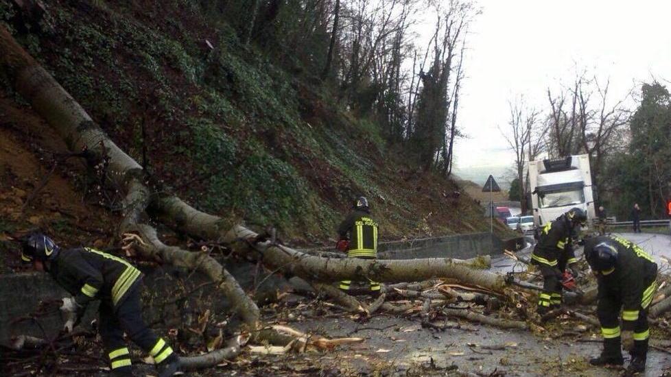 Cade un albero sulla strada Disagi per gli automobilisti