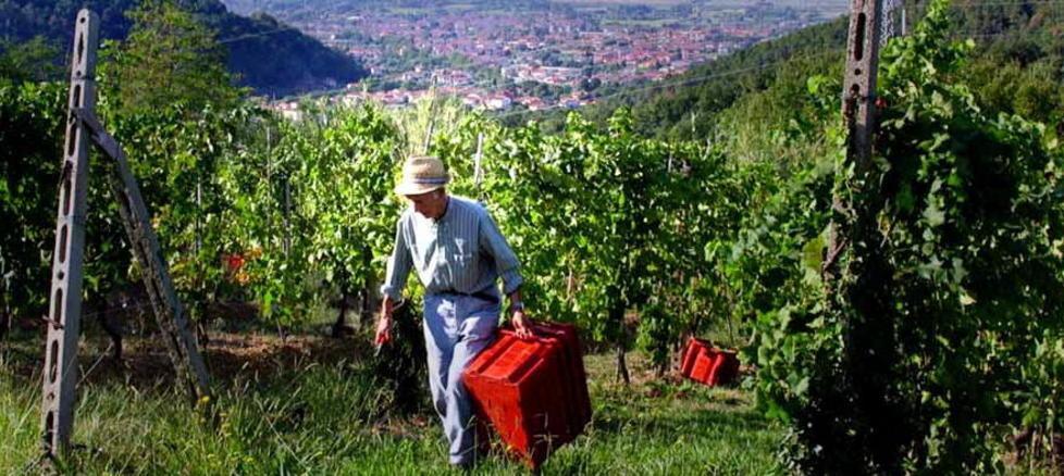Terreni incolti trasformati in buoni vigneti