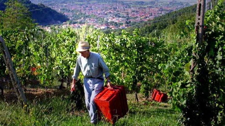 Terreni incolti trasformati in buoni vigneti