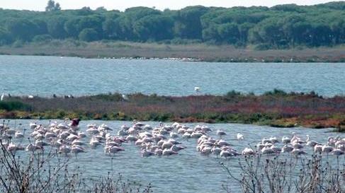 Arborea, scontro in consiglio sul futuro di S’Ena arrubia