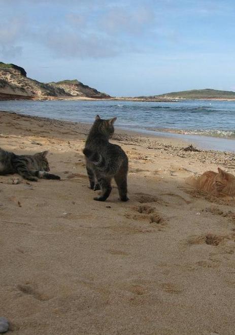 Abbandona un micio davanti alla colonia: multa da 500 euro 