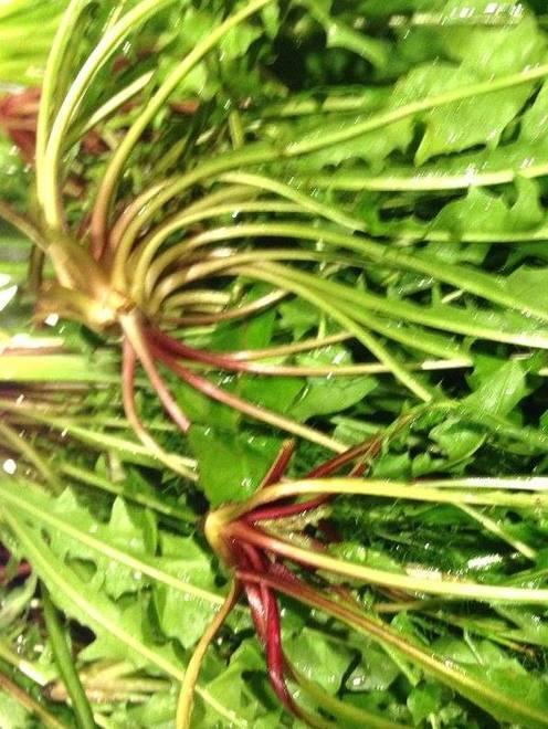 S’Irvuzzu, ecco il cocktail alle erbe 