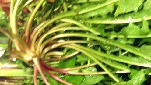 S’Irvuzzu, ecco il cocktail alle erbe