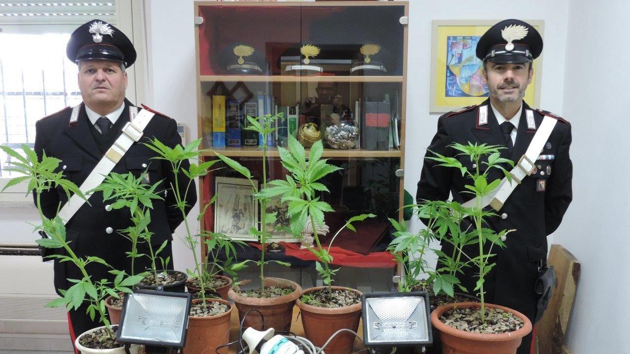 I carabinieri con alcune delle piante sequestrate